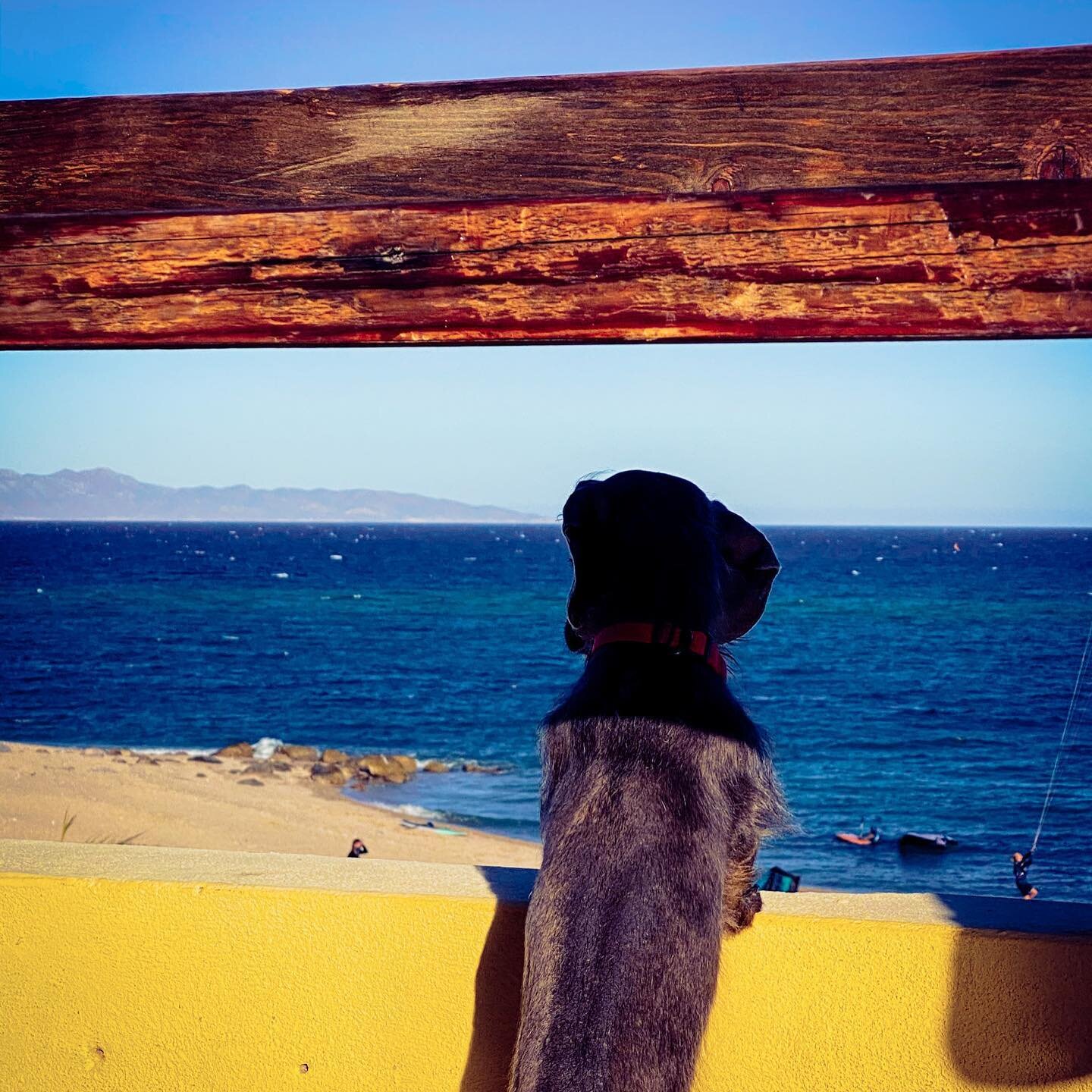 Big wind and long dogs...